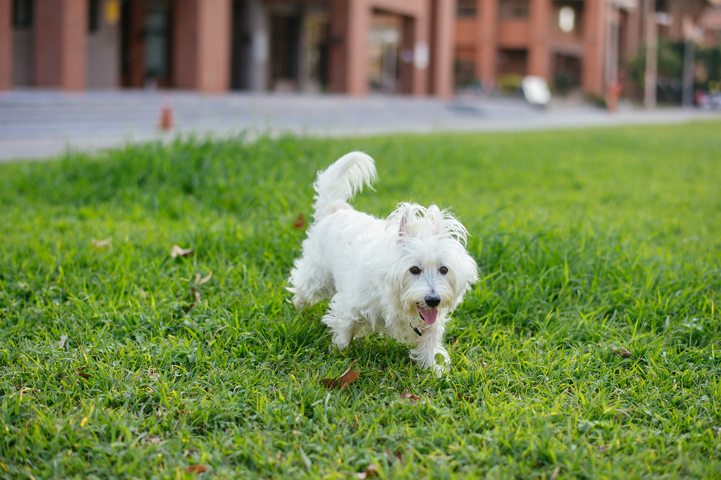 West Highland White Köpekleri Hakkında Bilmeniz Gerekenler