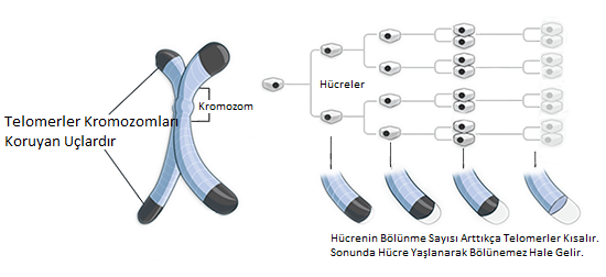 Hücrelerimiz Yenilendiği Halde Neden Yaşlanırız?