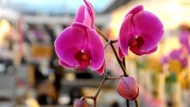 Orkide Bakımı ve Yetiştirme İpuçları