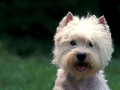 West Highland White Köpekleri Hakkında Bilmeniz Gerekenler