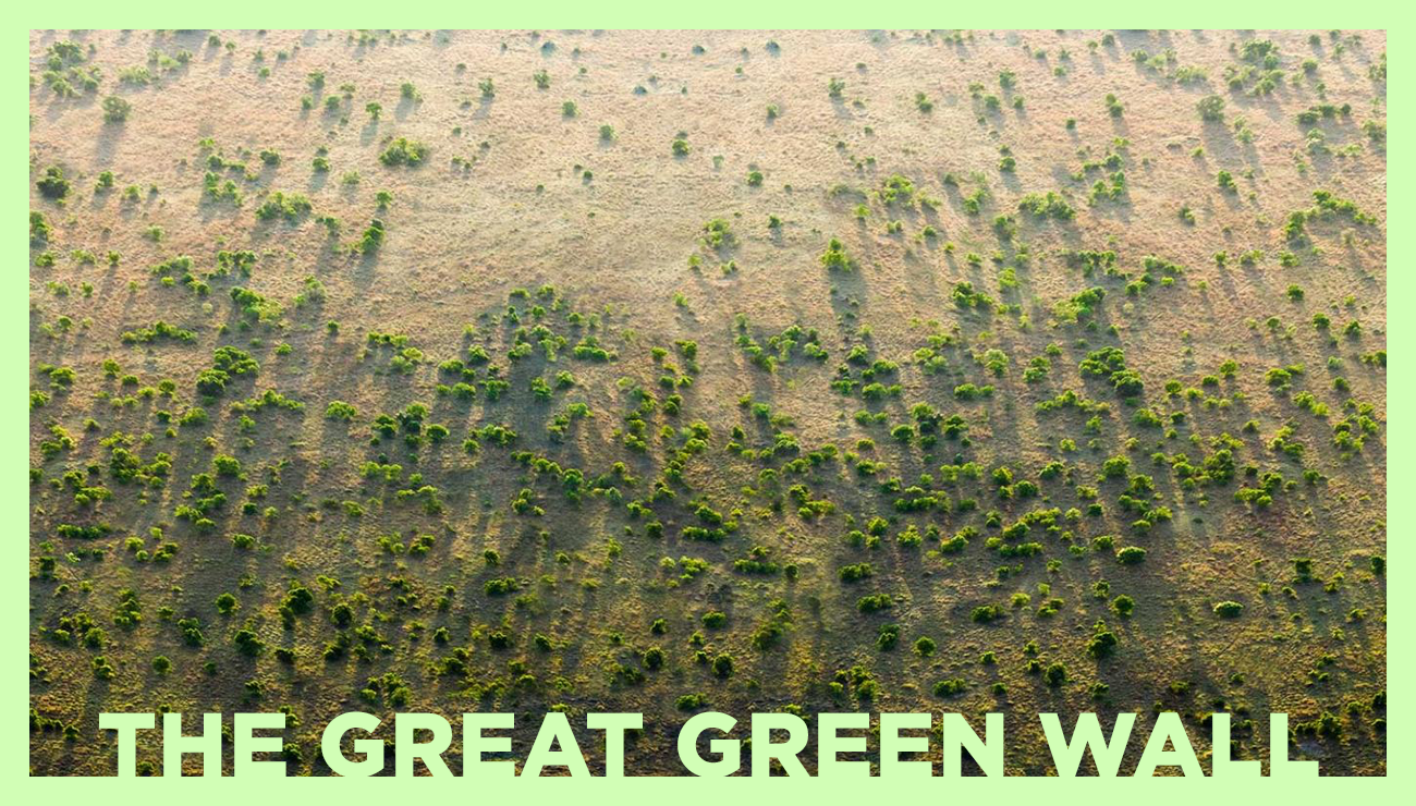 The Great Green Wall Projesi