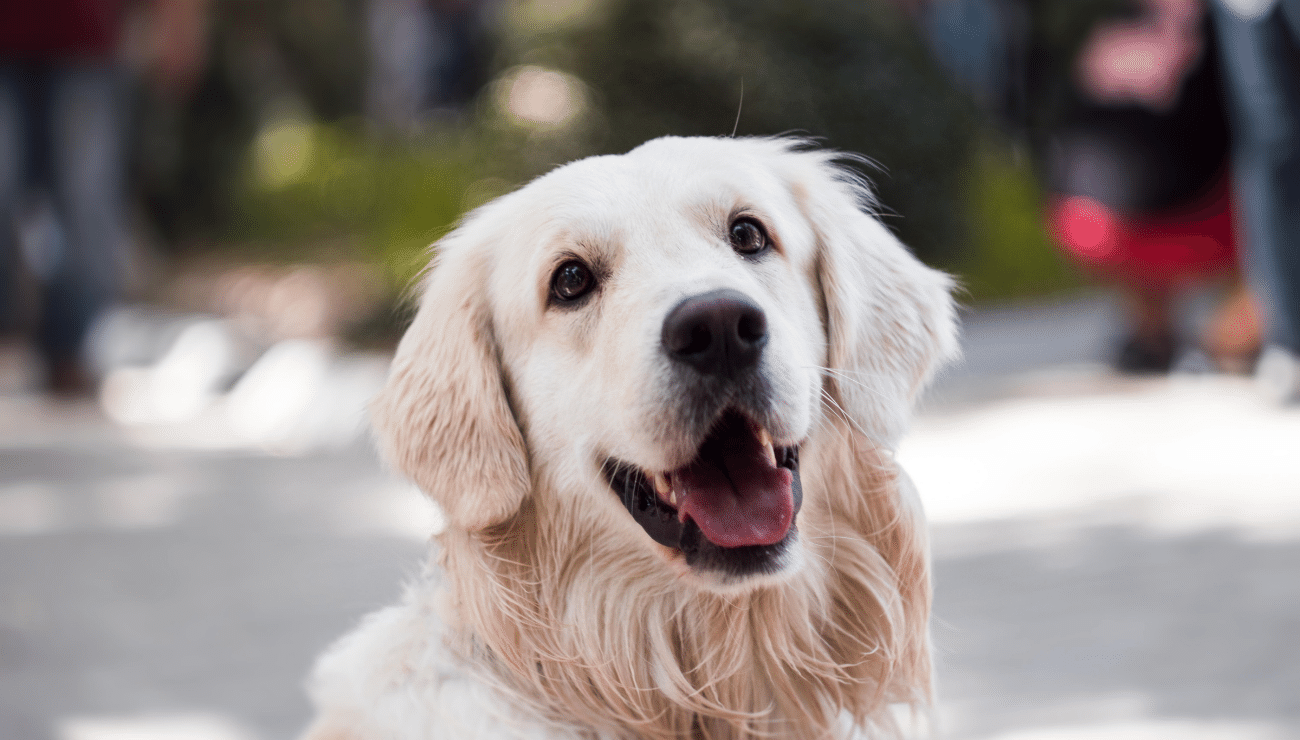 Köpeklerle İletişim: Dil, Beden Dili ve Duygusal Bağ